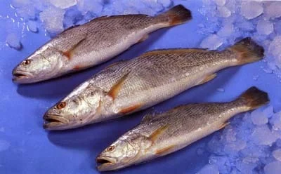 52 401 tiger toothed croaker white croaker otolithes ruber 500x500