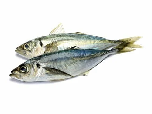 HORSE MACKERELS WR 300 400GR 20 KG.jpg
