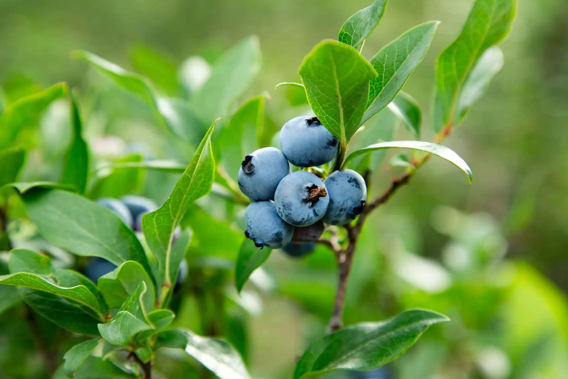 highbush blueberry native shrub
