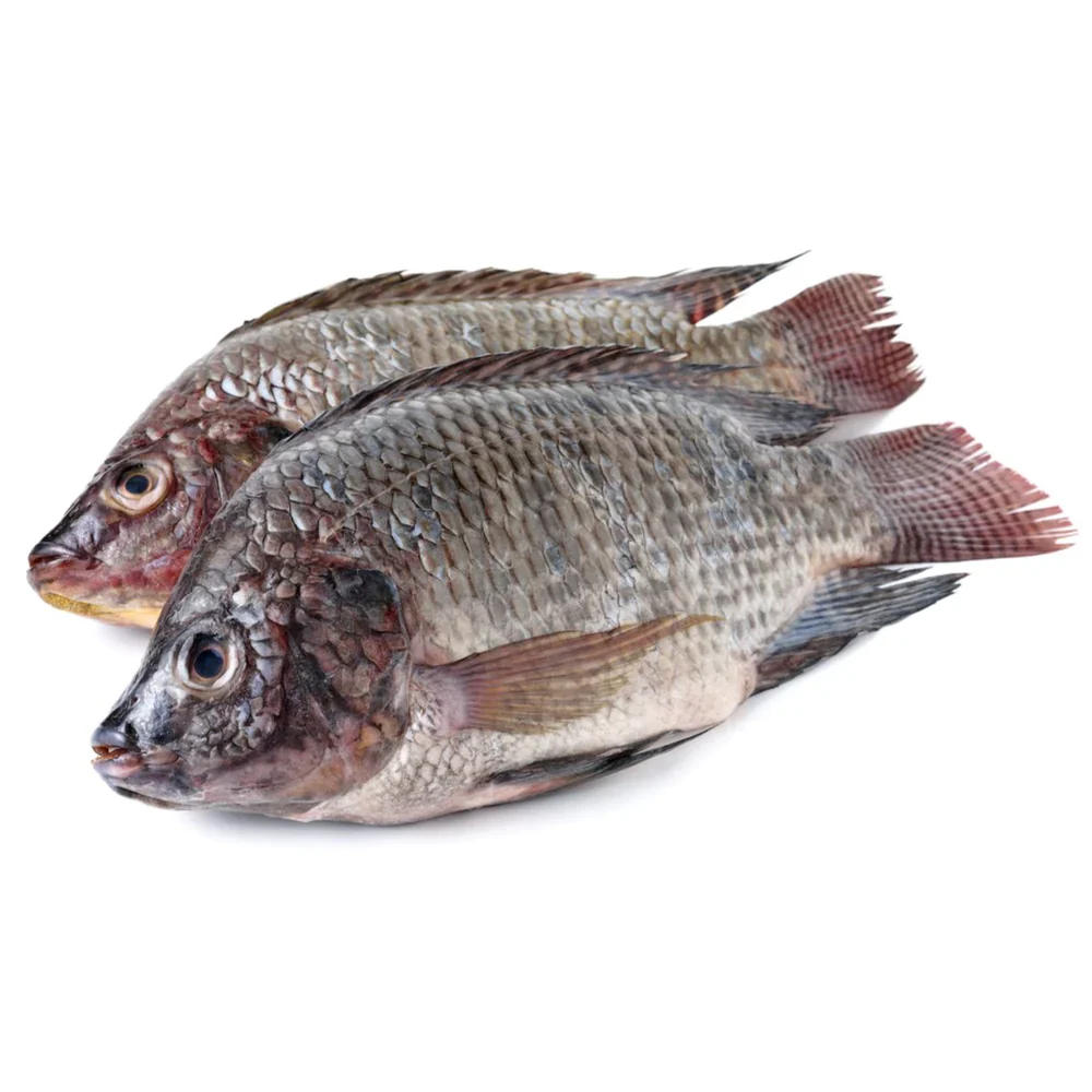 tilapia
